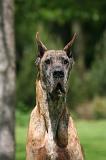 DOGUE ALLEMAND 858